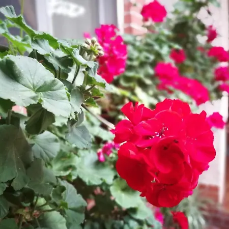 Leggieri Siria Bed and breakfast